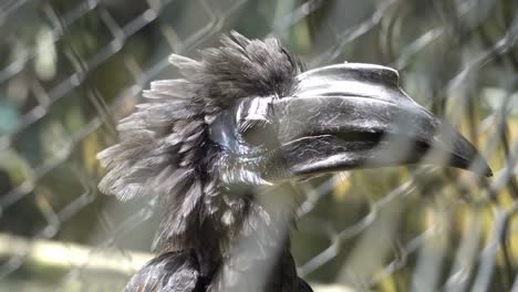Close-up-hornbill-look-around-in-the-cage.